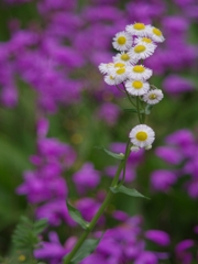 春の野草３（姫女苑２）