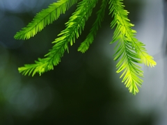 盛夏の緑１（メタセコイア）