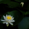 滝谷（たきだに）花しょうぶ園の睡蓮（スイレン）１