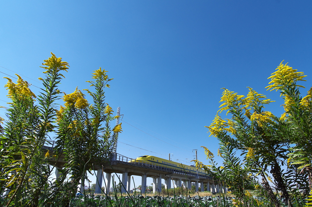 ドクターイエローとの遭遇１３（背高泡立草と）