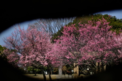 大中遺跡公園の紅梅２