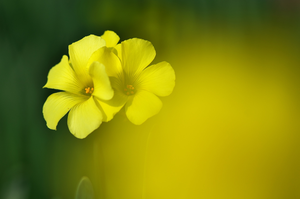 公園で見つけた冬の花２