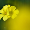 公園で見つけた冬の花２
