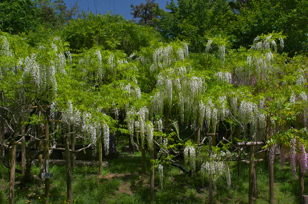 春日大社萬葉植物園の藤（フジ）２