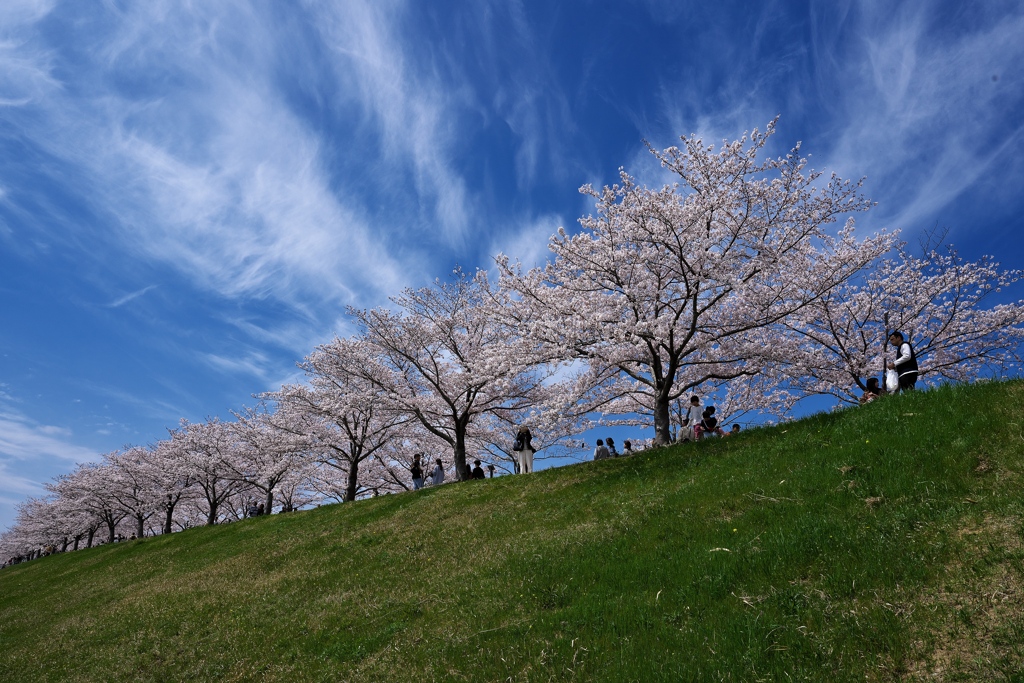 おの桜づつみ回廊の桜並木２