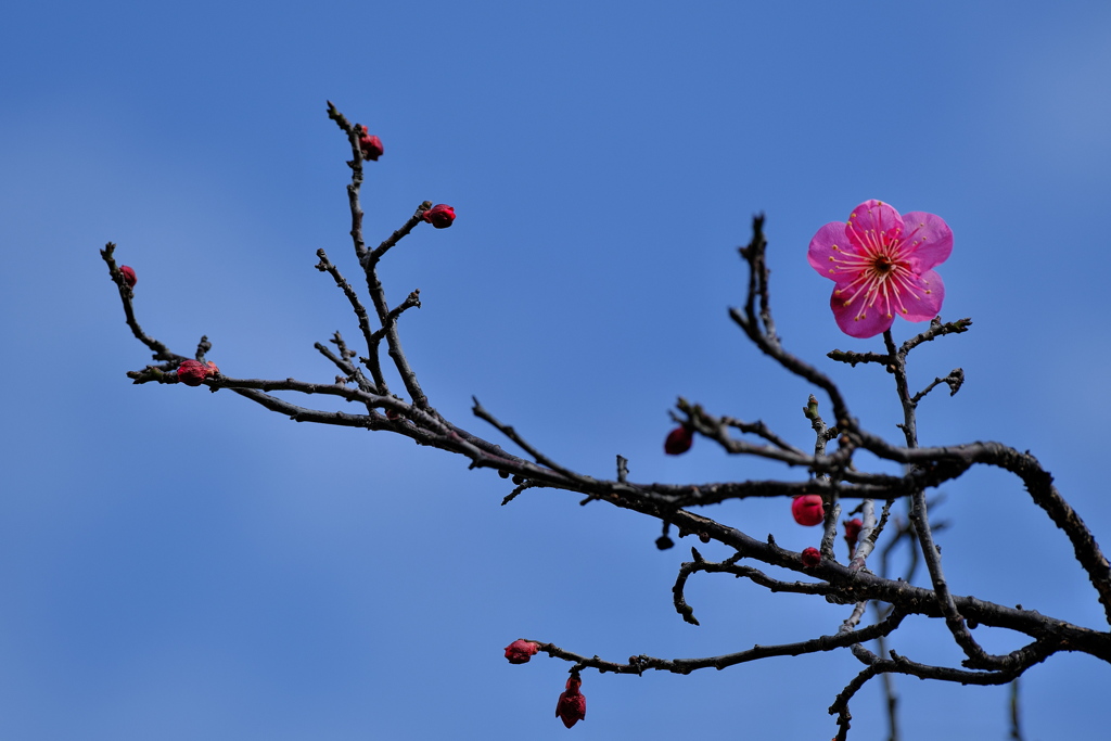 公園の梅が咲いた（紅梅）