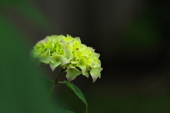 神社の紫陽花（アジサイ）が咲いた１