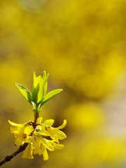 春来る１３（連翹２）