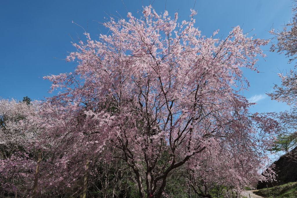 桜華園（おうかえん）の枝垂れ桜１