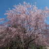 桜華園（おうかえん）の枝垂れ桜１