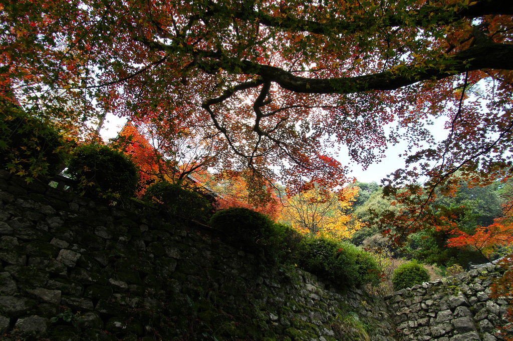 西山興隆寺の紅葉（モミジ）２