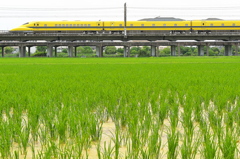 ドクターイエローとの遭遇７０（田圃）