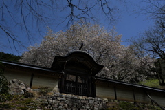 常照皇寺（じょうしょうこうじ）にて１