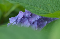 三室戸寺の紫陽花２
