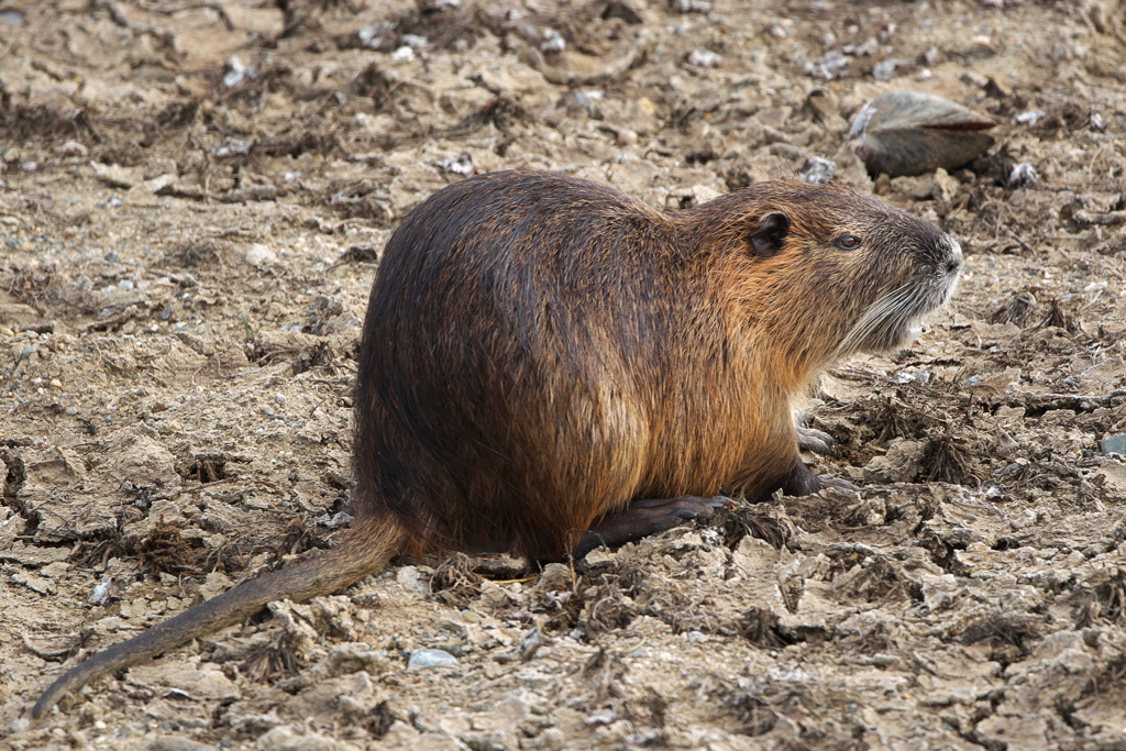 溜池に棲むヌートリア１