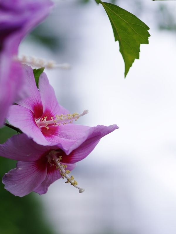 夏の花々１２（木槿）