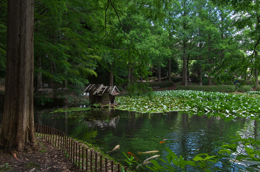 須磨離宮公園にて(新池)