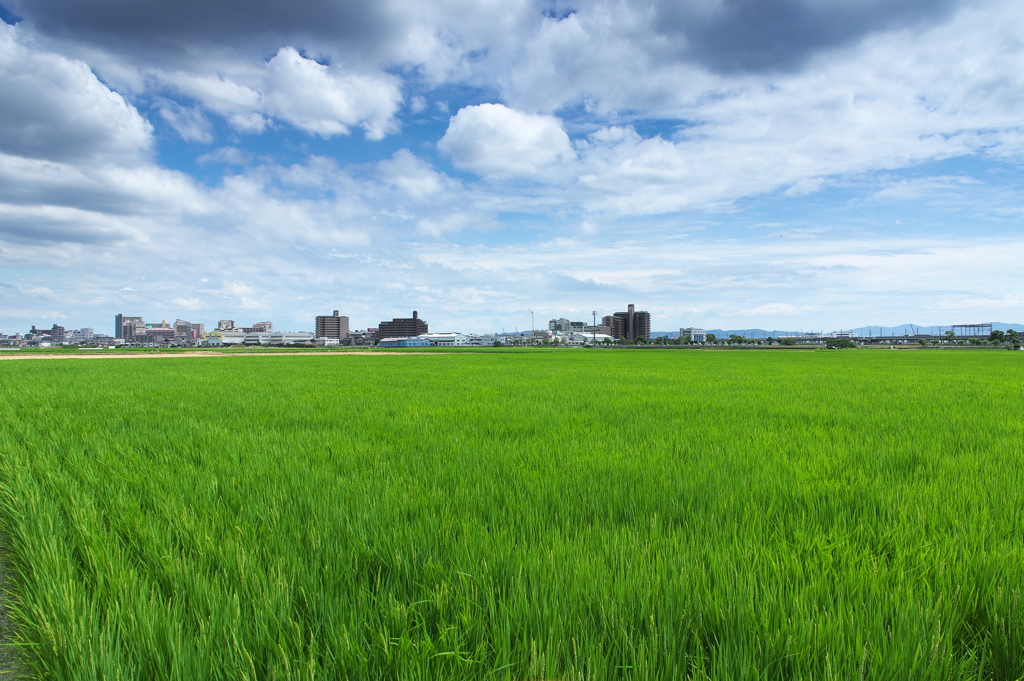 夏空と田圃と