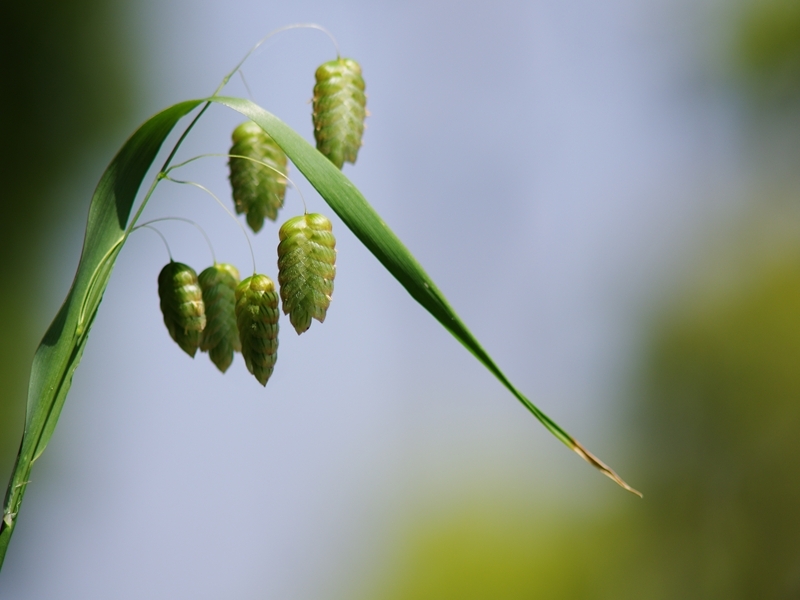 春の野草４（小判草２）