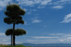 瀬戸川河口公園の松の木１