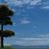 瀬戸川河口公園の松の木１