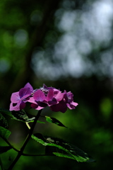 住吉神社の紫陽花（アジサイ）５