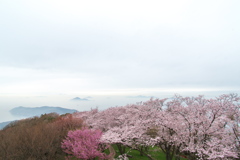 紫雲出山（しうでやま）のサクラ