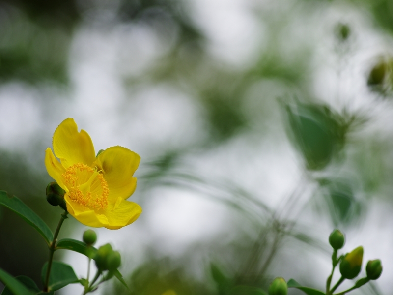 春から夏へ（花の移ろい６）