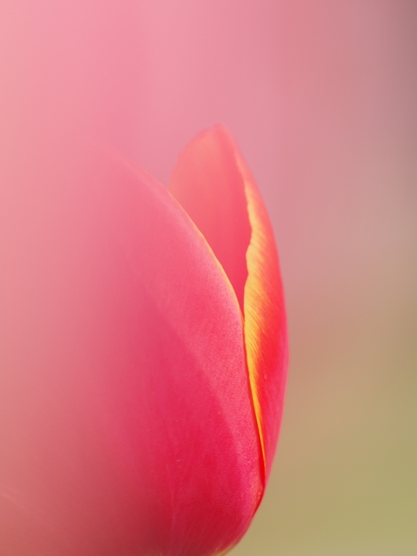 ボケの世界（マクロ）３