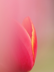 ボケの世界（マクロ）３