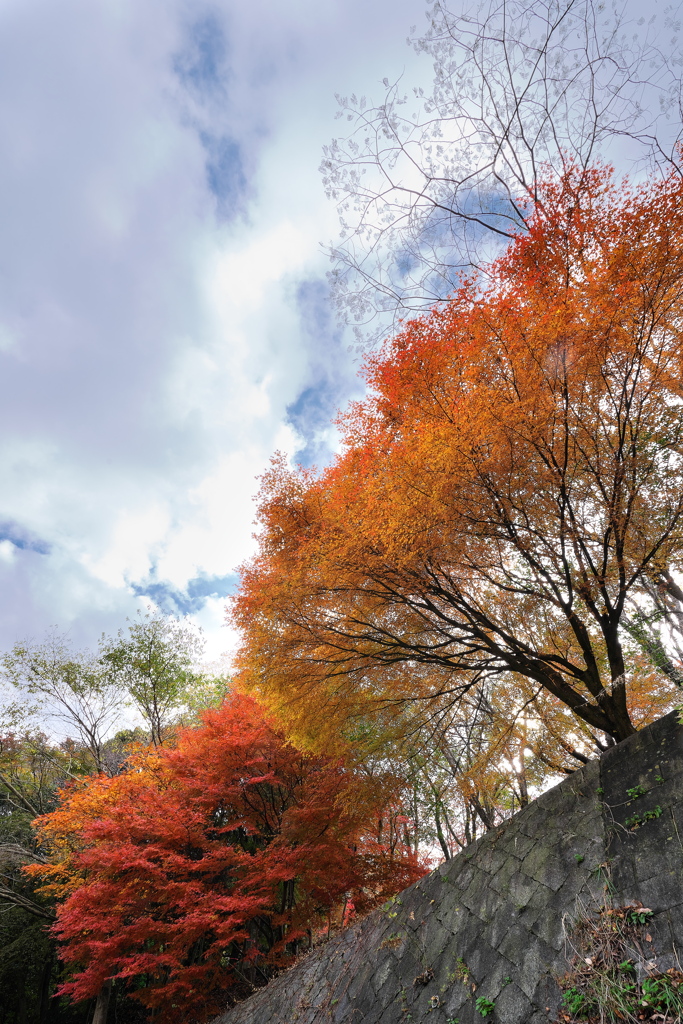 再度（ふたたび）公園の紅葉２