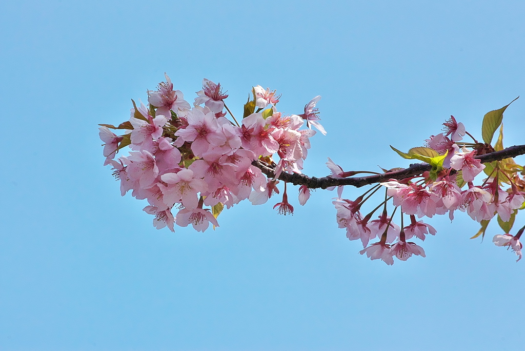 駅前の河津桜（カワヅザクラ）は満開