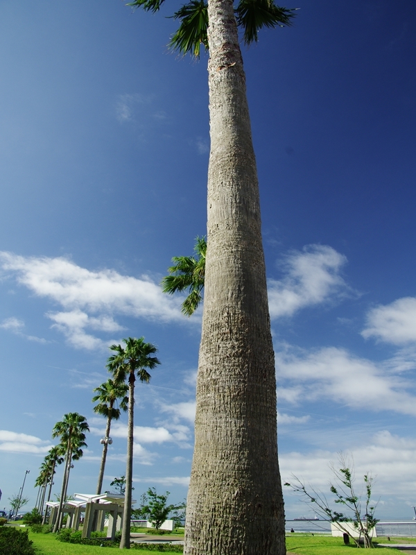 盛夏の緑１３（椰子）