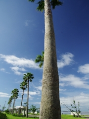 盛夏の緑１３（椰子）