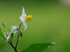 悪茄子（ワルナスビ）７