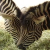 王子動物園２（シマウマ）