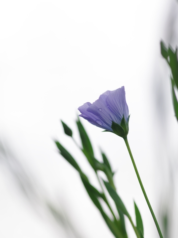 小さな紫の花２