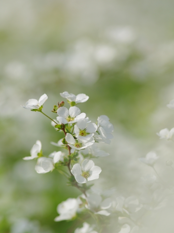 雪柳（ユキヤナギ）