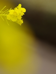 春を告げる花々３（菜の花）