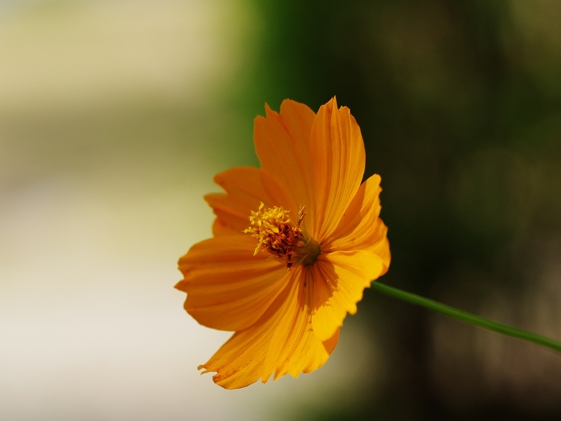 オレンジ色の秋桜（コスモス）１