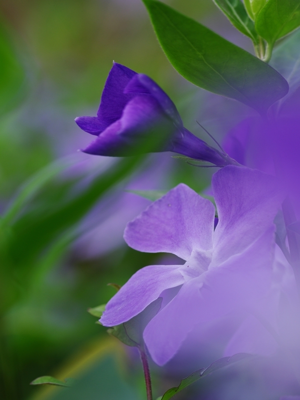 春を告げる花々１９（蔓日々草）