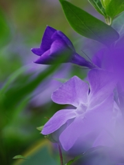 春を告げる花々１９（蔓日々草）