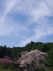 又兵衛桜３