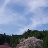 又兵衛桜３