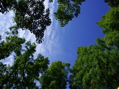 秋晴れの空