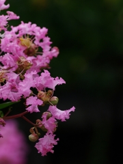 百日紅（サルスベリ）