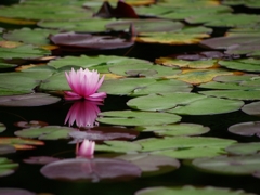 夏の花６「睡蓮（スイレン）」