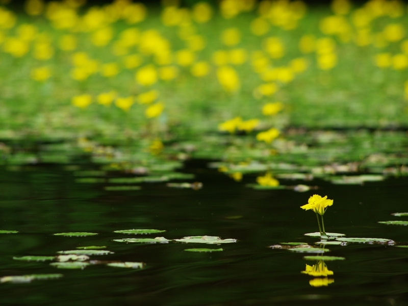 夏の花５「阿佐佐（アサザ）」