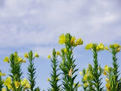 夏の花２１「待宵草（まつよいぐさ）」