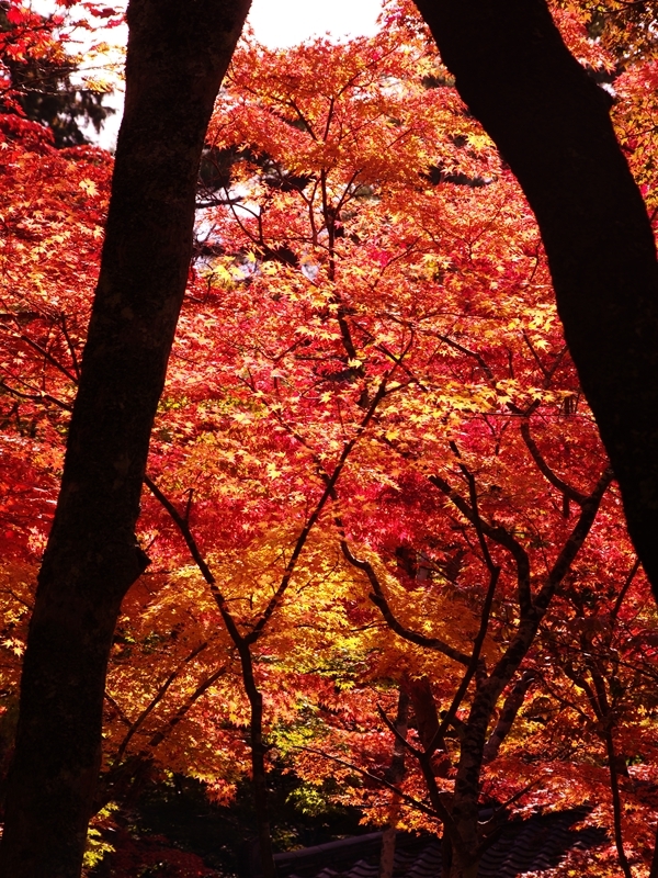 瑞宝寺公園の紅葉２
